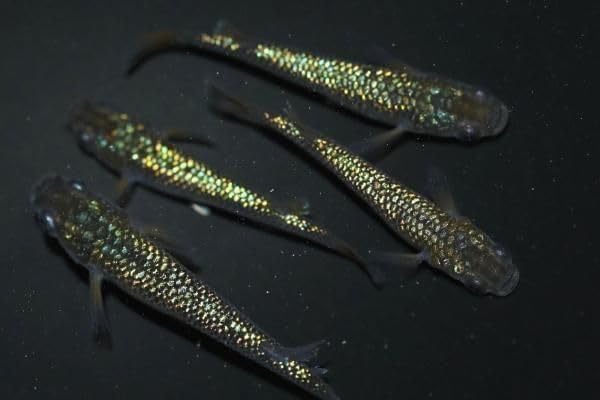 メダカ最新品種 [検討後43個研究後]