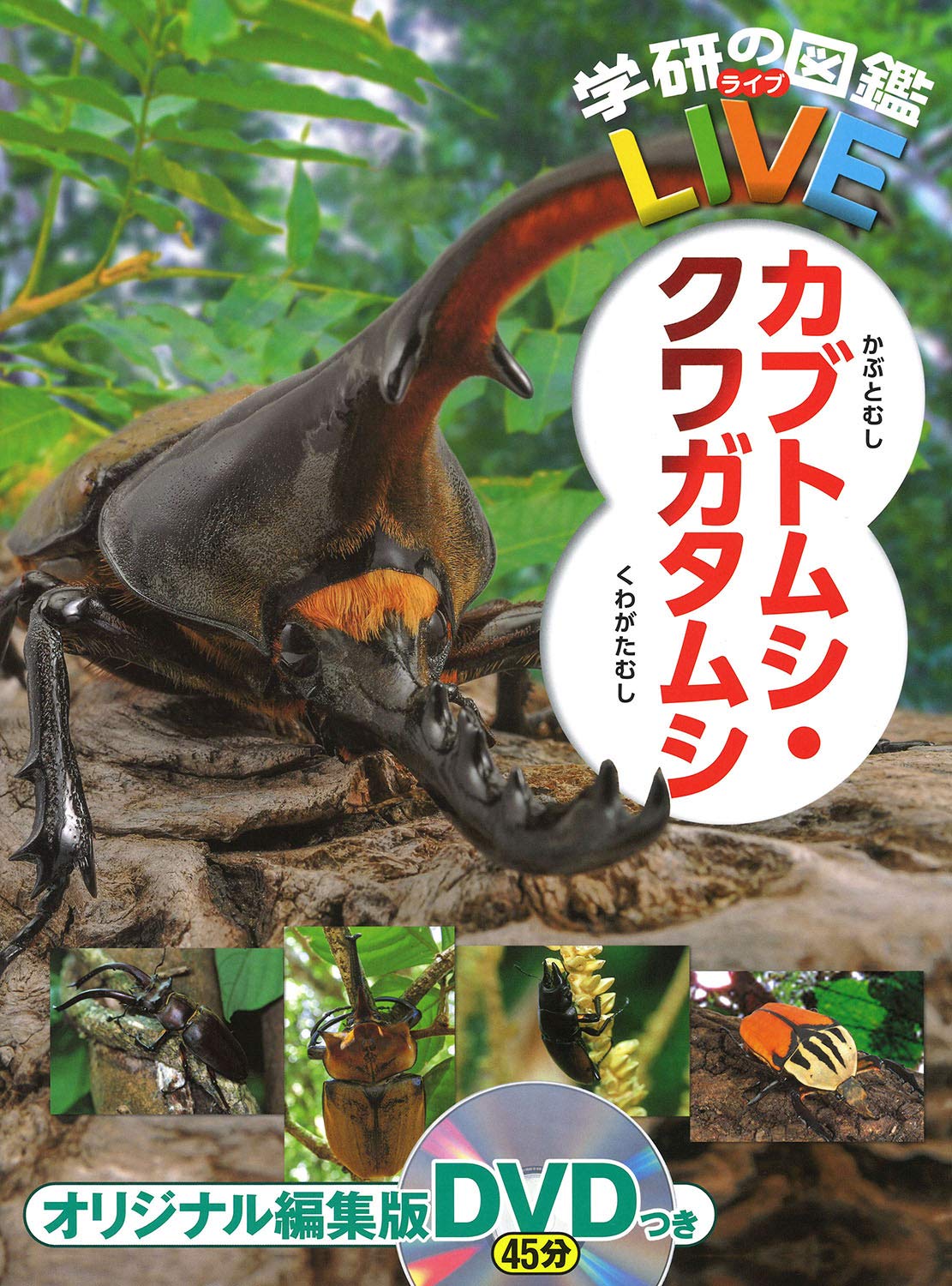 カブトムシ最強 [検討後36個研究後]