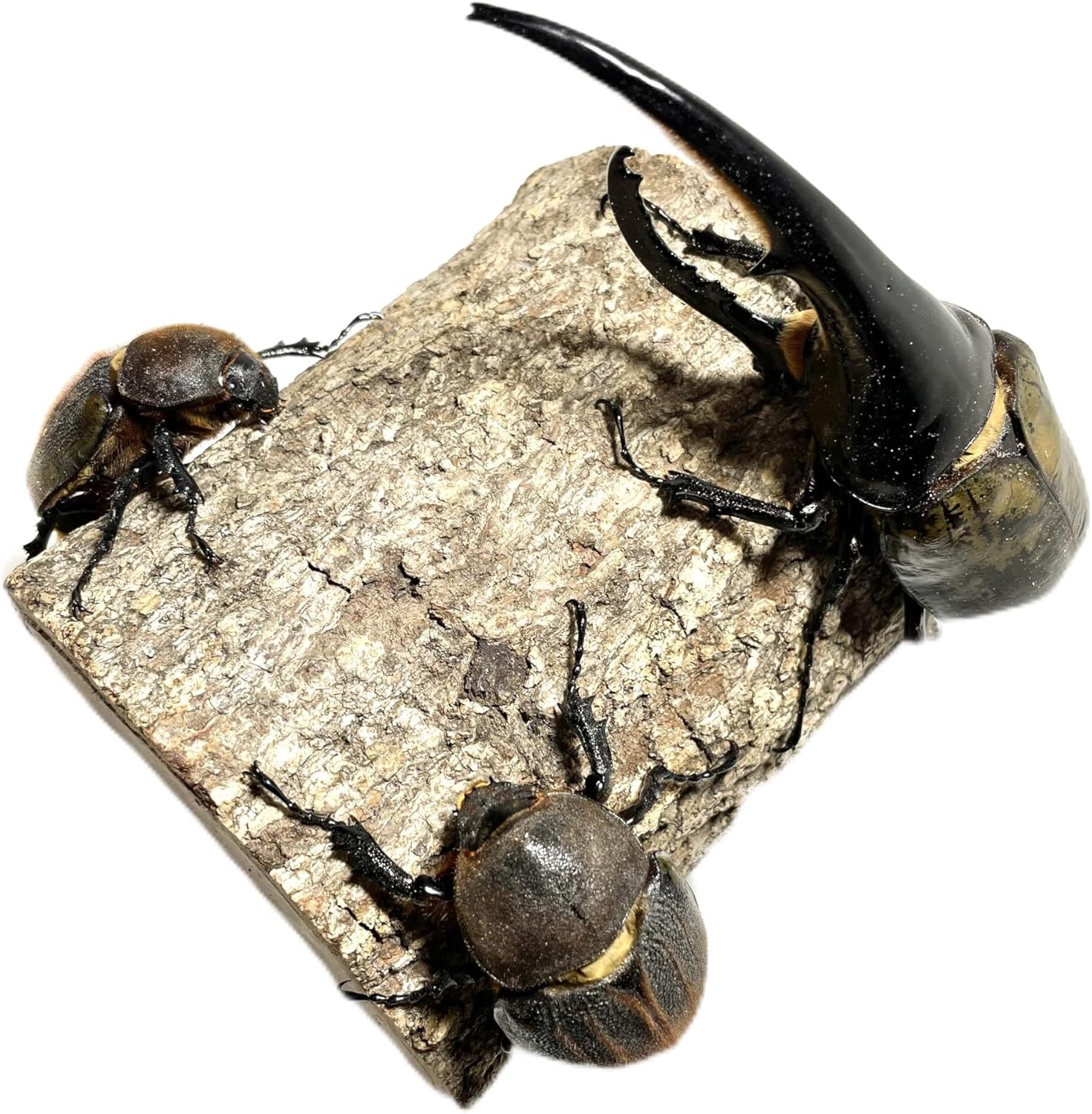 カブトムシトラップ最強 [検討後30個研究後]